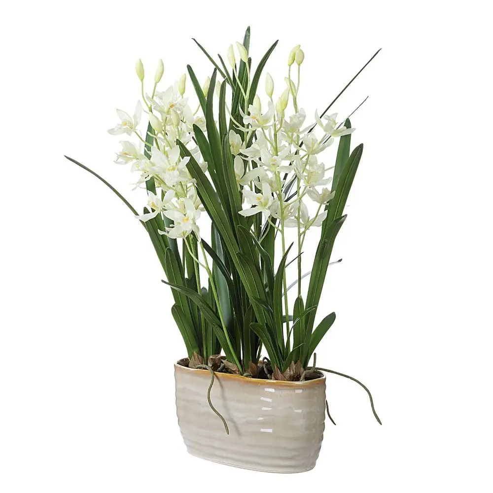 Ariana Orchid Plant