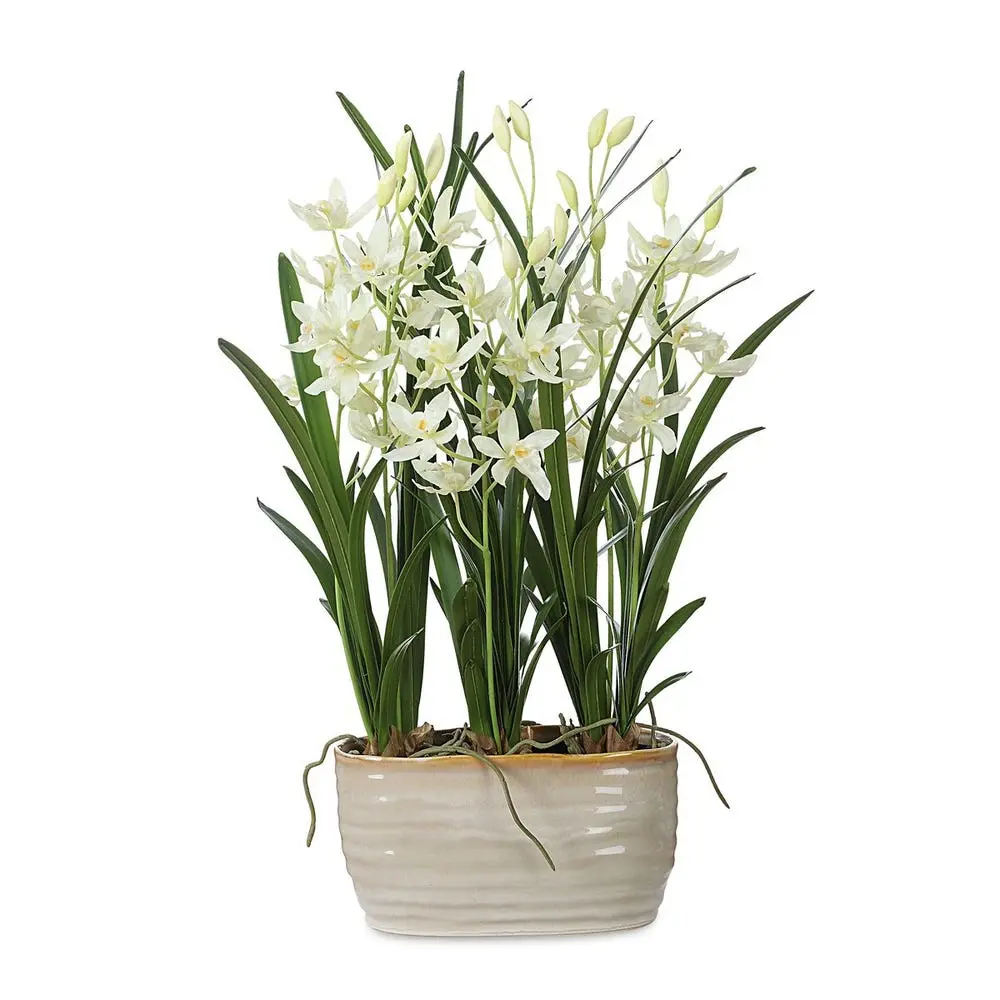 Ariana Orchid Plant - Image 2