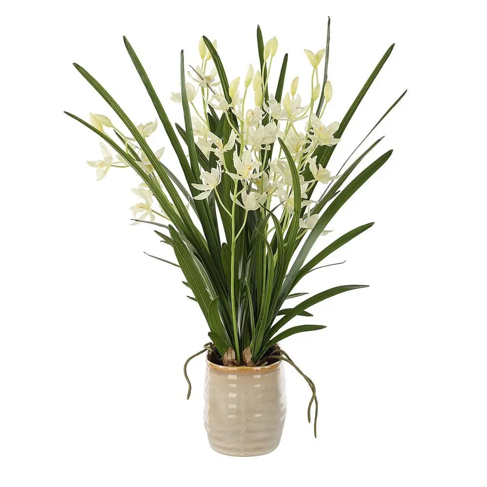 Ariana Orchid Plant - Image 3