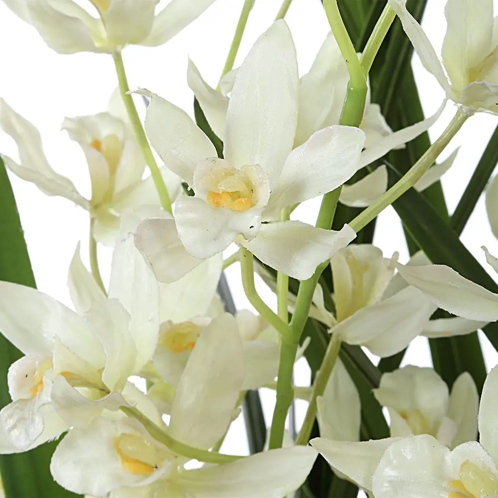Ariana Orchid Plant - Image 4