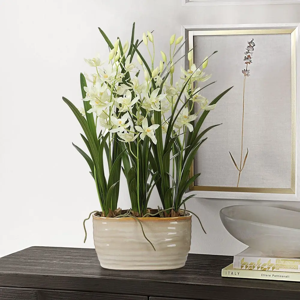 Ariana Orchid Plant - Image 5