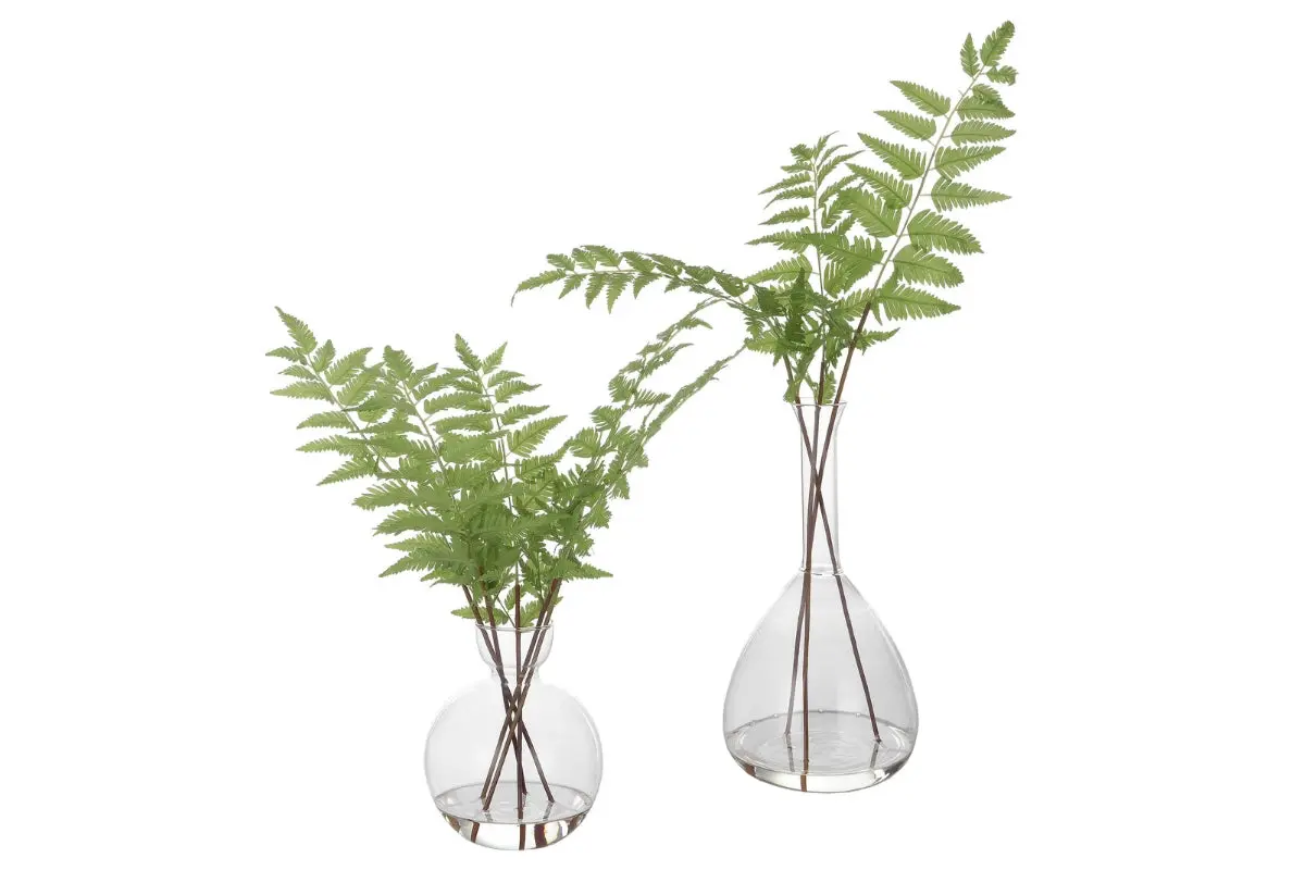 Country Fern Plant