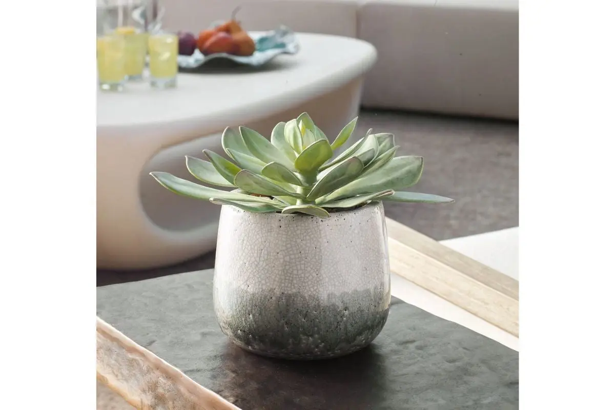 Dudleya Plant