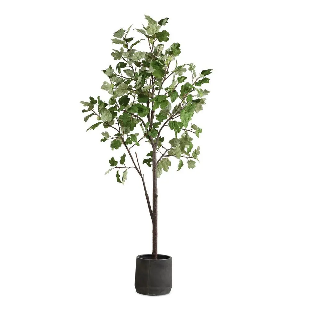 Eden Plant