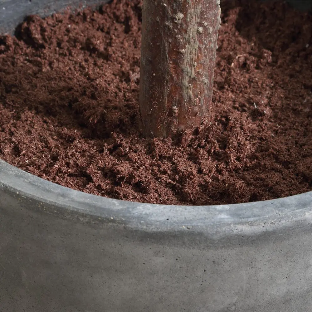Eden Plant - Image 4