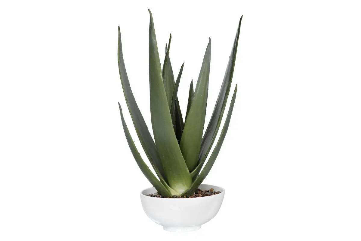 Evardo Aloe Plant