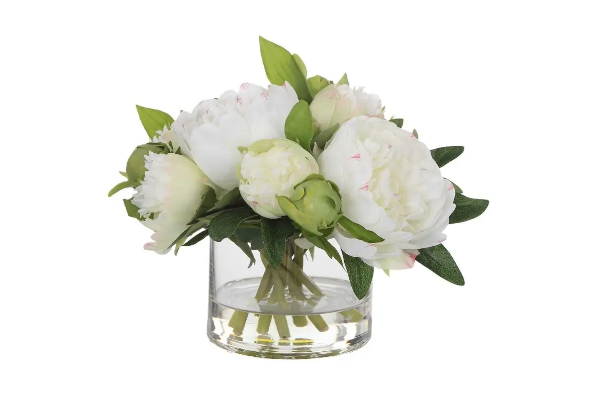 Garden Peony Plant