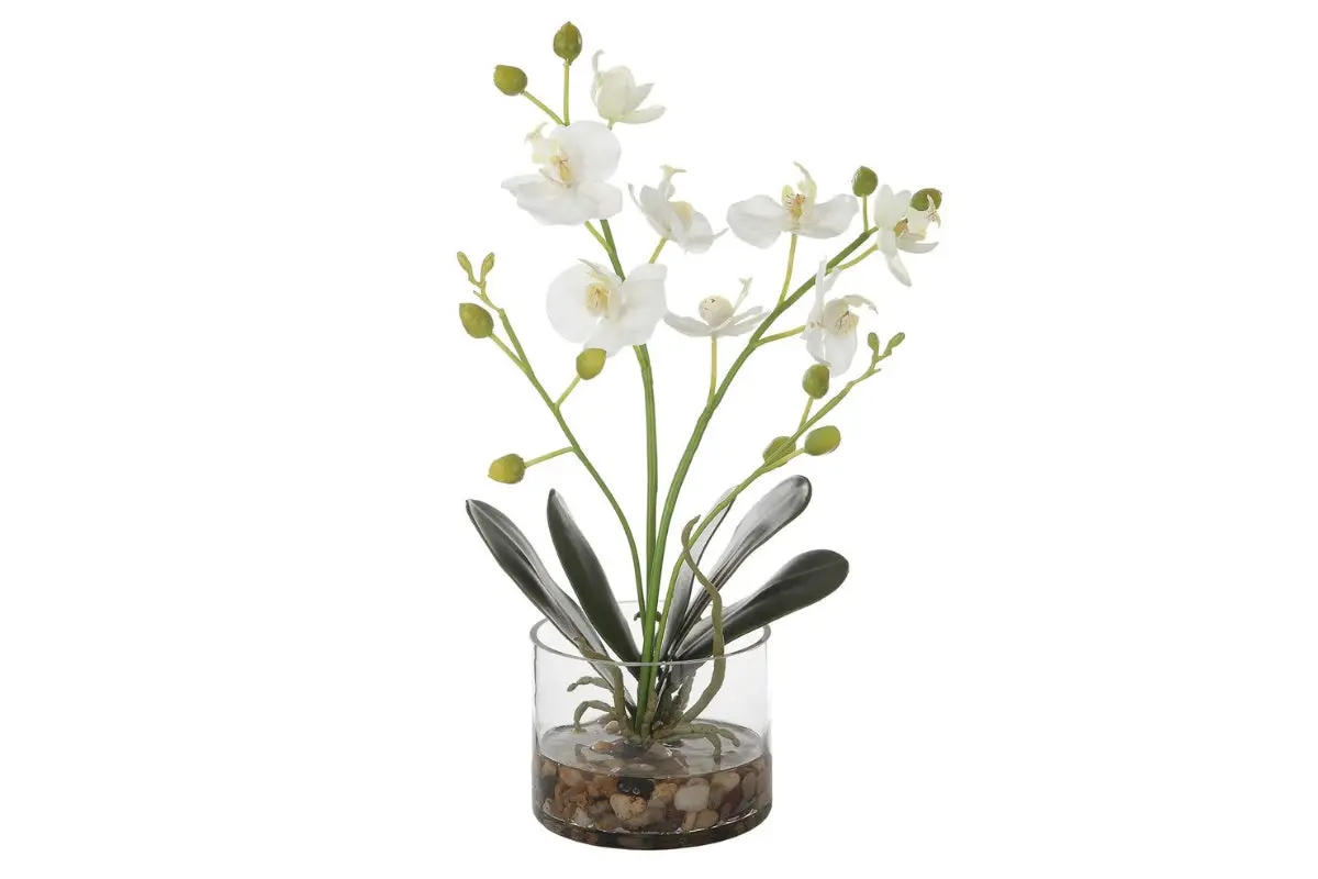 Glory Orchid Plant