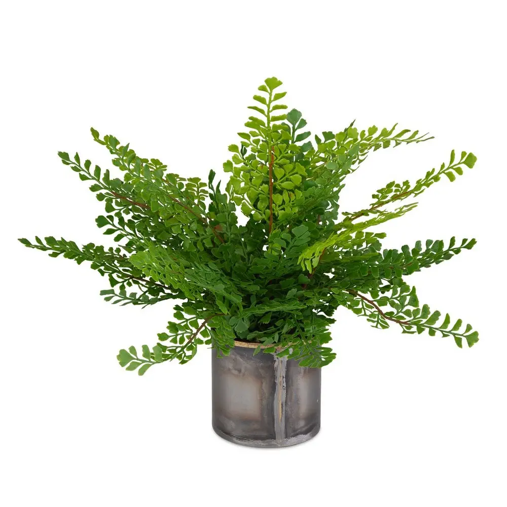 Maidenhair Fern Plant