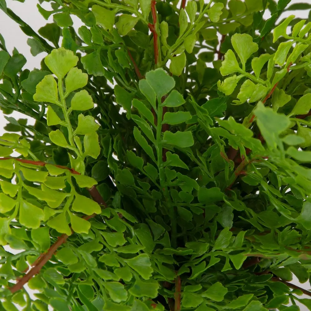 Maidenhair Fern Plant - Image 2