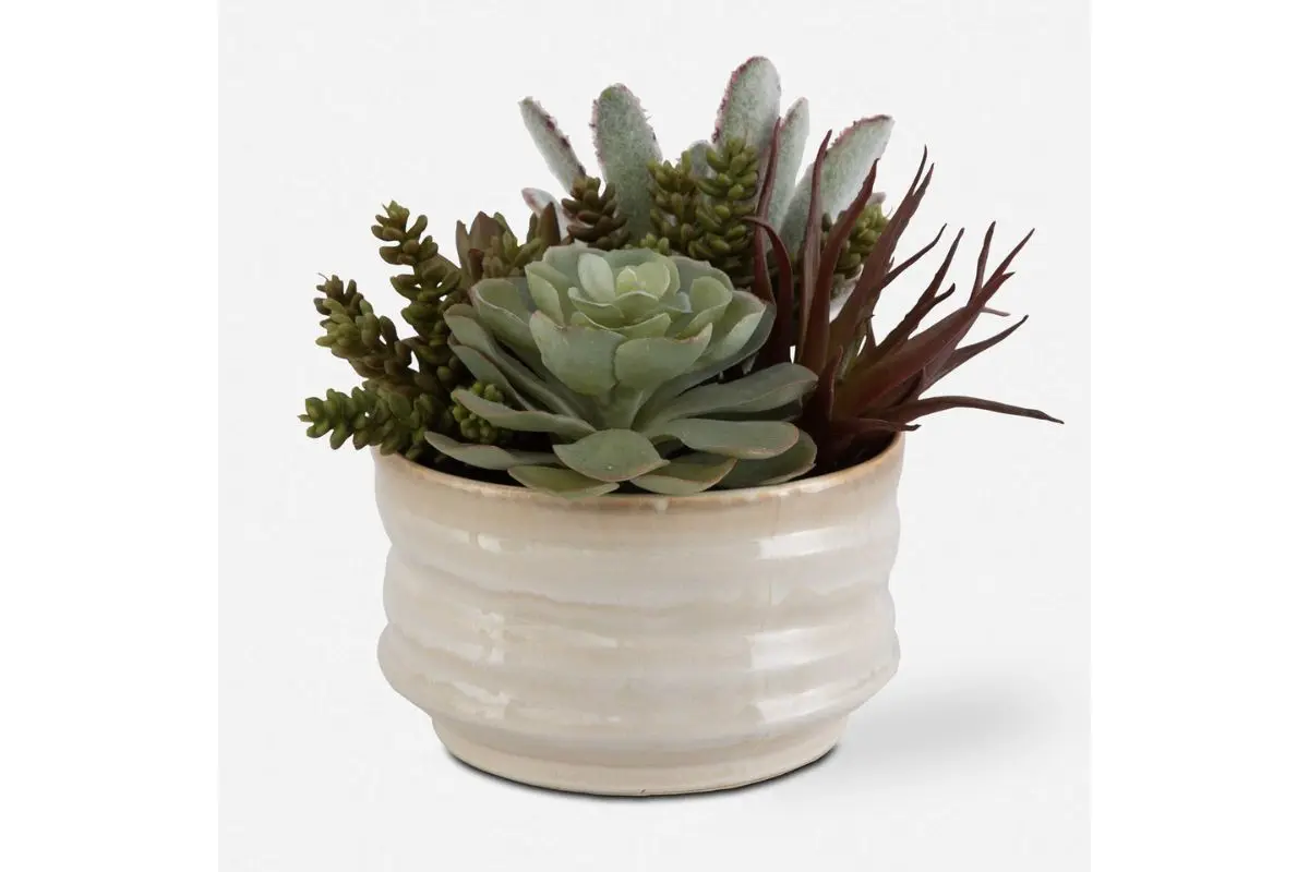 Mesa Succulent Plant