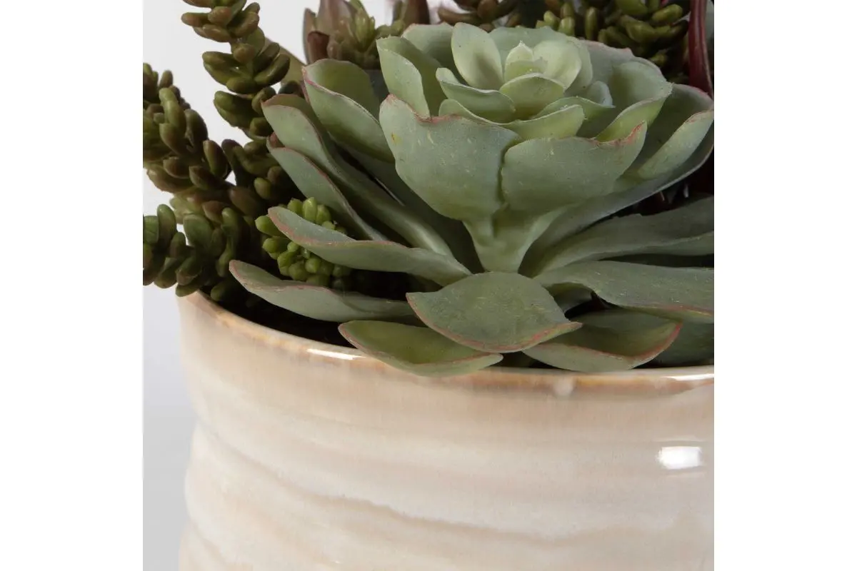 Mesa Succulent Plant - Image 6
