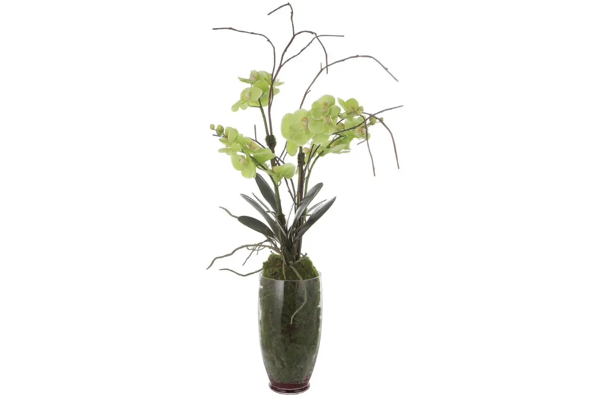 Valdive Orchid Plant